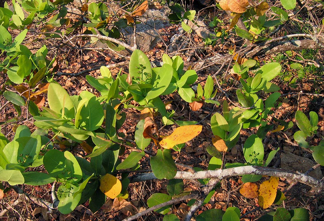Syzygium cordatum subsp. cordatum Syzygium cordatum subsp. cordatum