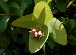 Syzygium cordatum subsp. cordatum