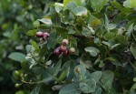 Syzygium cordatum subsp. cordatum