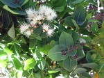 Syzygium cordatum subsp. cordatum