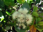 Syzygium cordatum subsp. cordatum