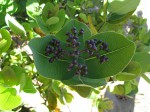Syzygium cordatum subsp. cordatum