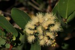 Syzygium cordatum subsp. cordatum