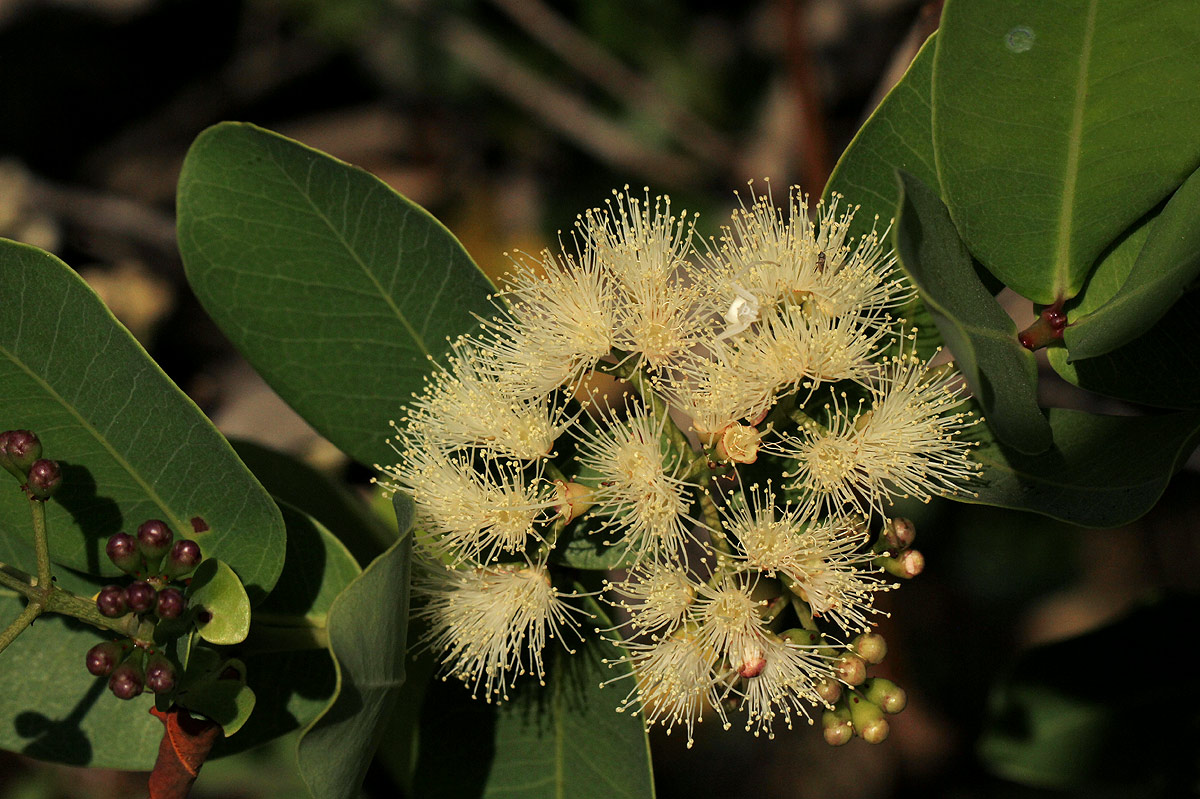 Syzygium cordatum subsp. cordatum Syzygium cordatum subsp. cordatum