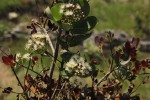 Syzygium cordatum subsp. cordatum