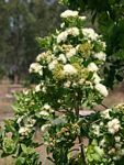 Syzygium cordatum subsp. cordatum