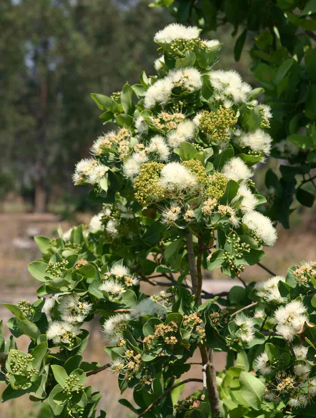 Syzygium cordatum subsp. cordatum Syzygium cordatum subsp. cordatum