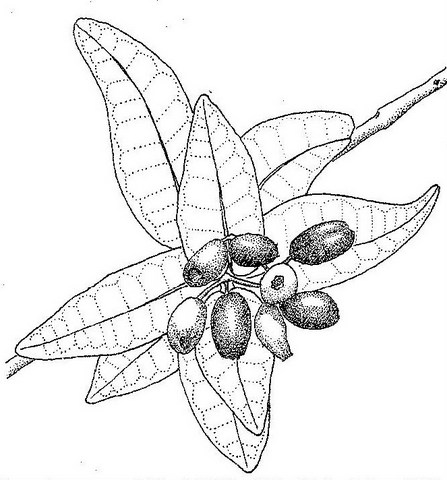 Syzygium cordatum subsp. cordatum