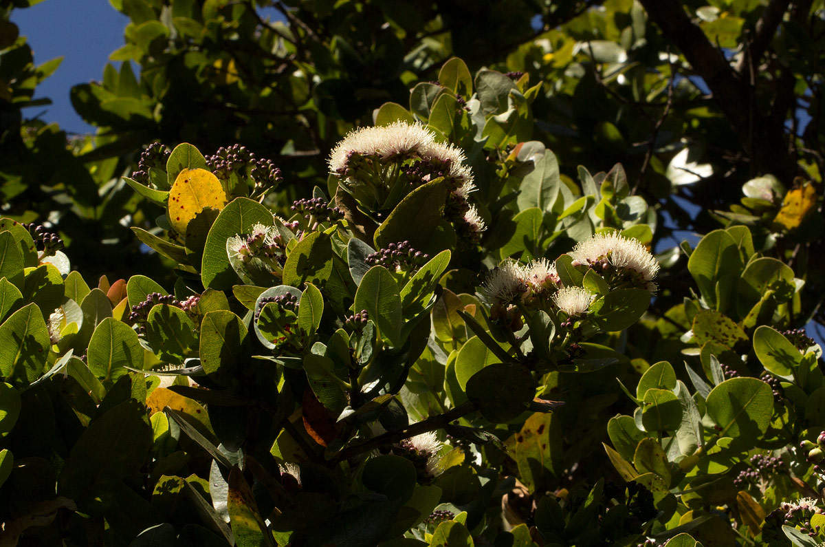 Syzygium cordatum subsp. cordatum