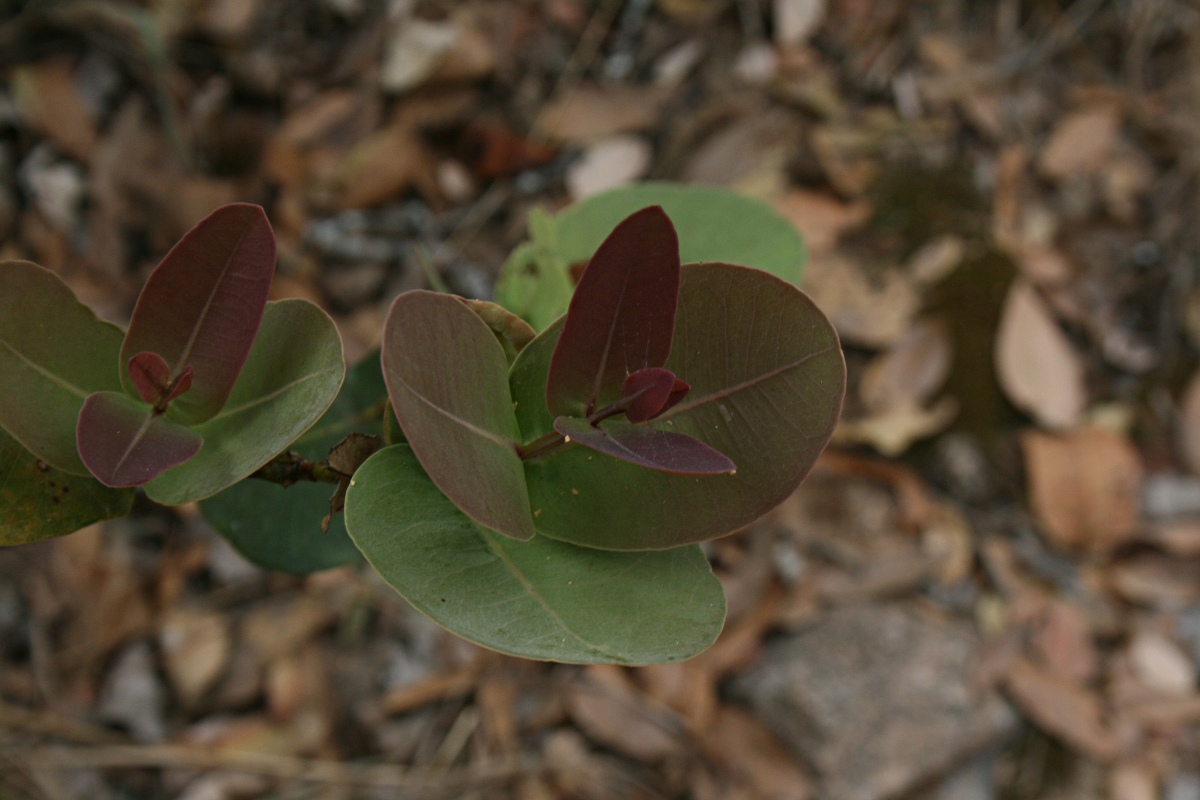 Syzygium cordatum subsp. cordatum Syzygium cordatum subsp. cordatum