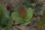 Syzygium cordatum subsp. cordatum