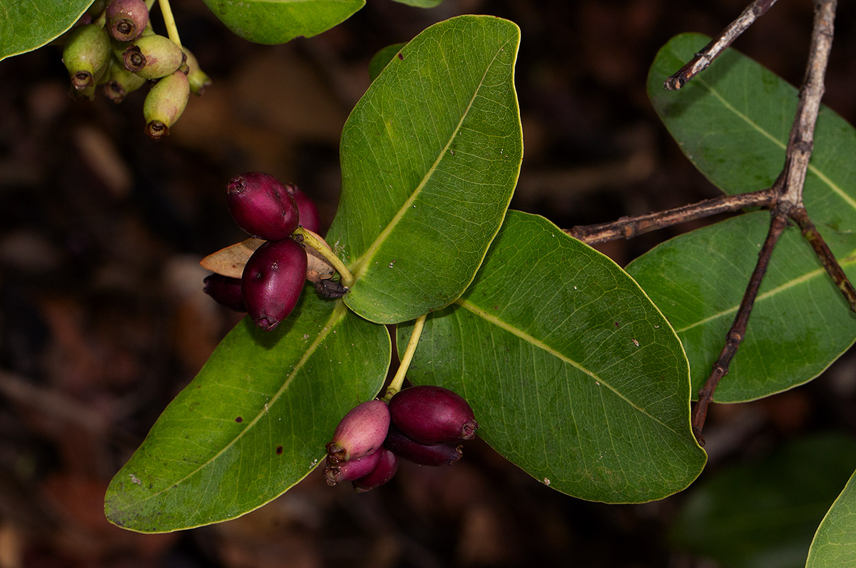 Syzygium cordatum subsp. cordatum Syzygium cordatum subsp. cordatum
