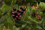 Syzygium cordatum subsp. cordatum