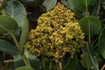 Syzygium cordatum subsp. cordatum