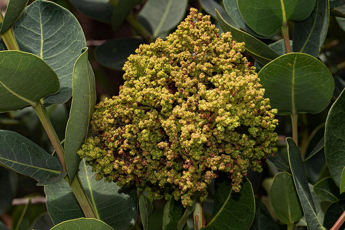 Syzygium cordatum subsp. cordatum