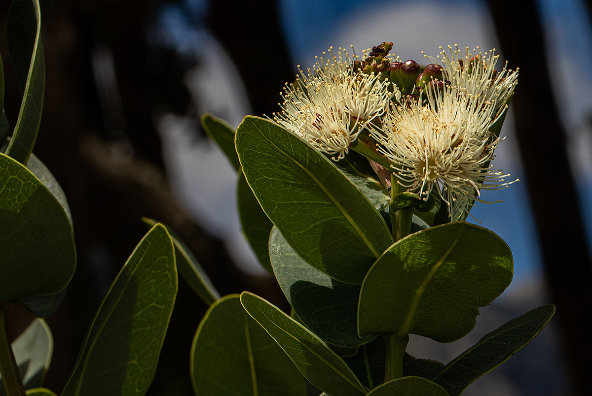 Syzygium cordatum subsp. cordatum Syzygium cordatum subsp. cordatum