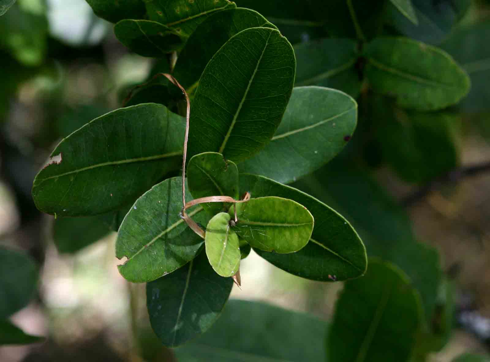 Syzygium cordatum subsp. cordatum Syzygium cordatum subsp. cordatum