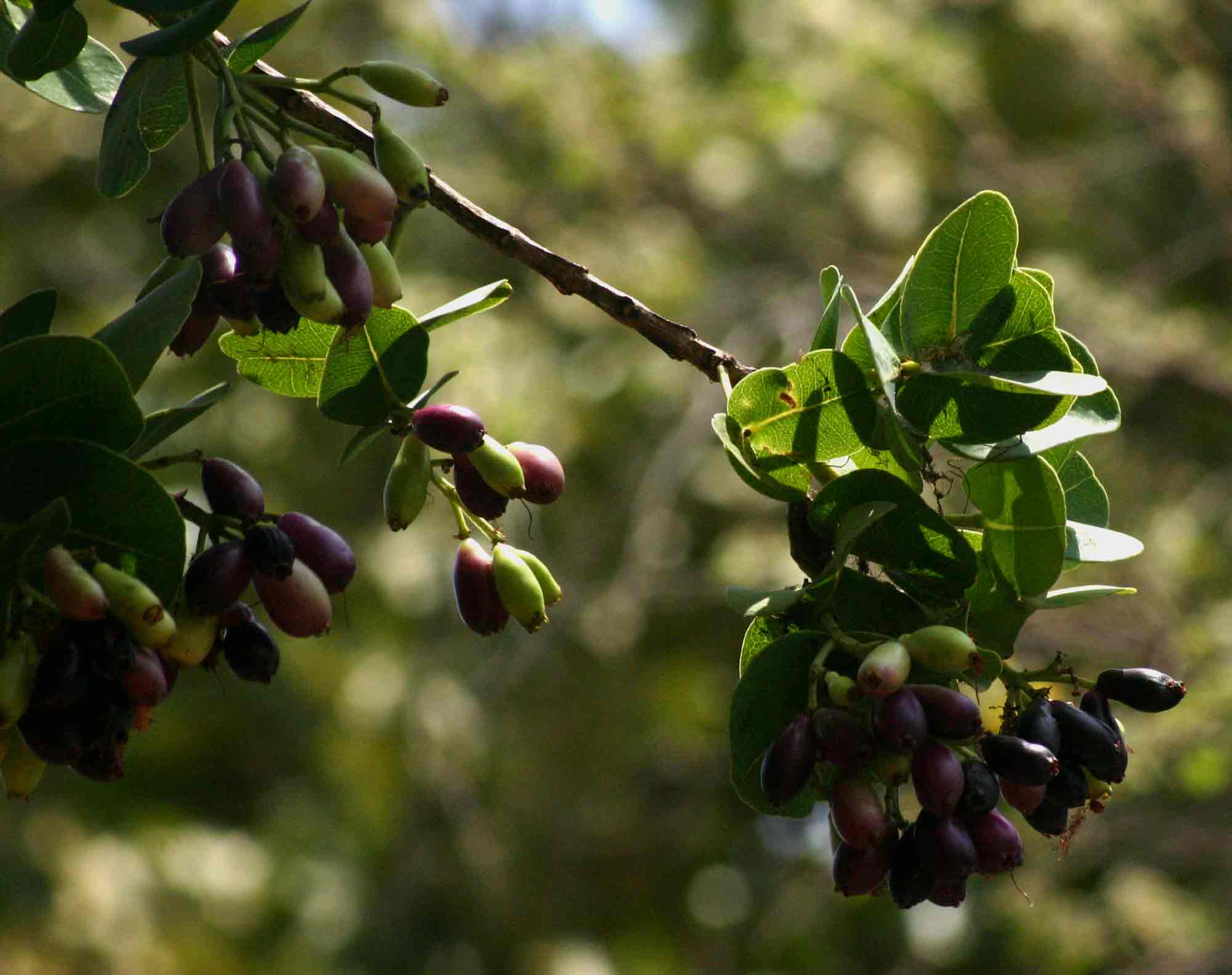 Syzygium cordatum subsp. cordatum Syzygium cordatum subsp. cordatum
