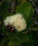 Syzygium cordatum subsp. cordatum