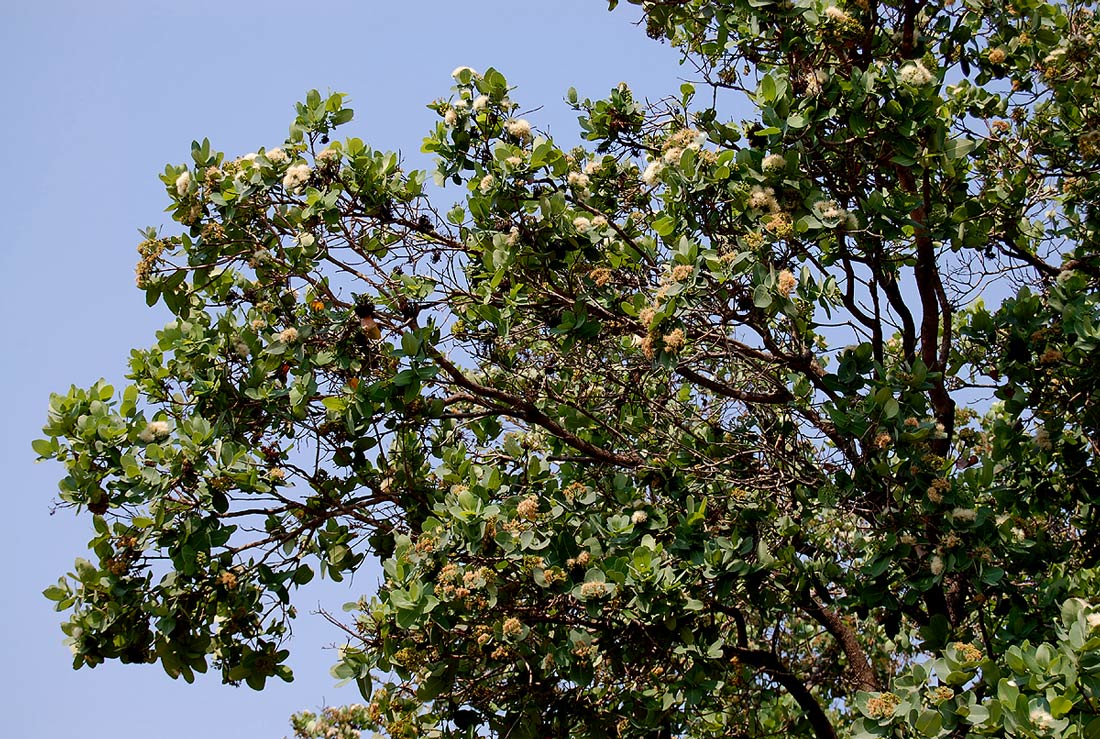 Syzygium cordatum subsp. cordatum Syzygium cordatum subsp. cordatum