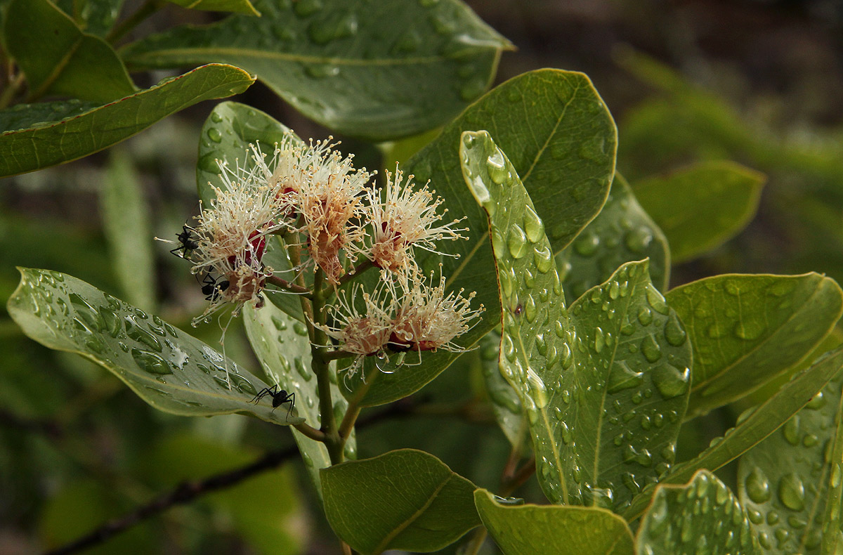 Syzygium guineense subsp. guineense Syzygium guineense subsp. guineense