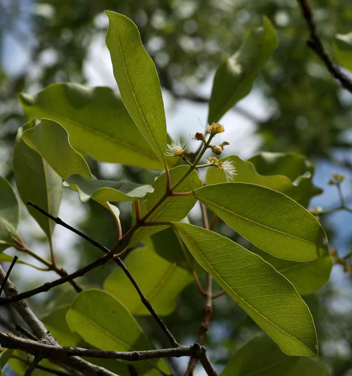 Syzygium guineense subsp. guineense Syzygium guineense subsp. guineense