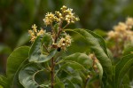 Heteropyxis dehniae