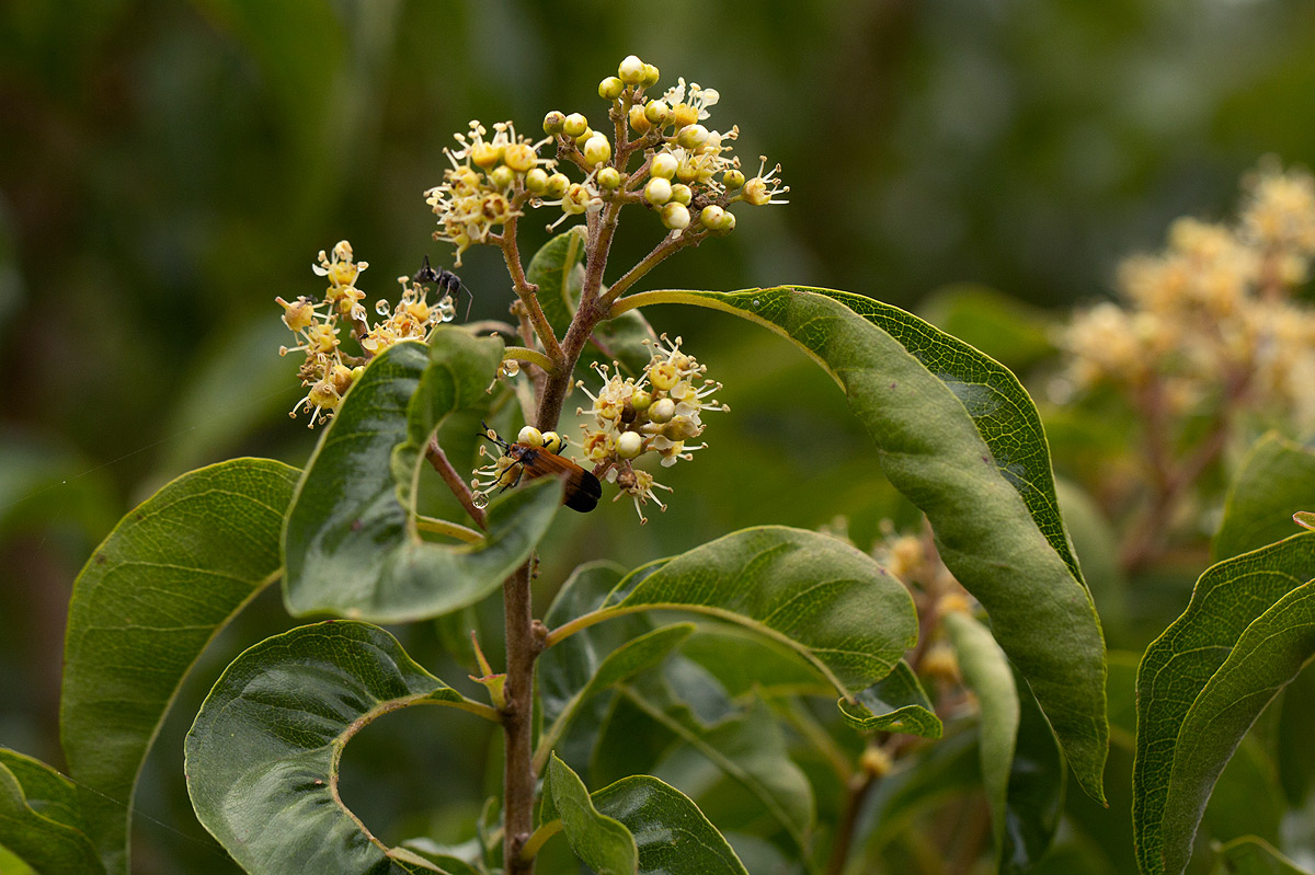 Heteropyxis dehniae Heteropyxis dehniae