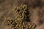 Heteropyxis dehniae