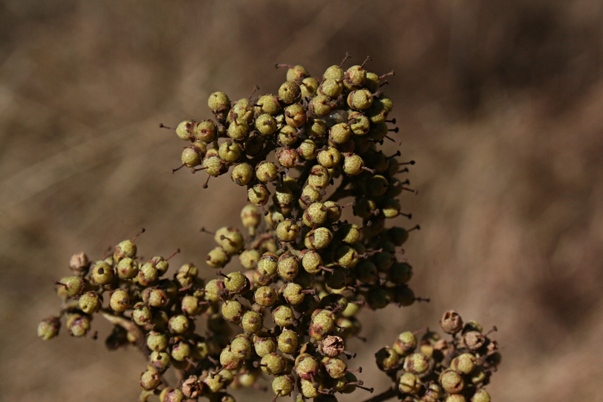 Heteropyxis dehniae Heteropyxis dehniae