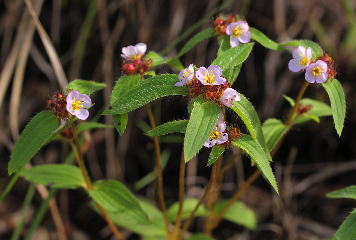 Antherotoma naudinii Antherotoma naudinii