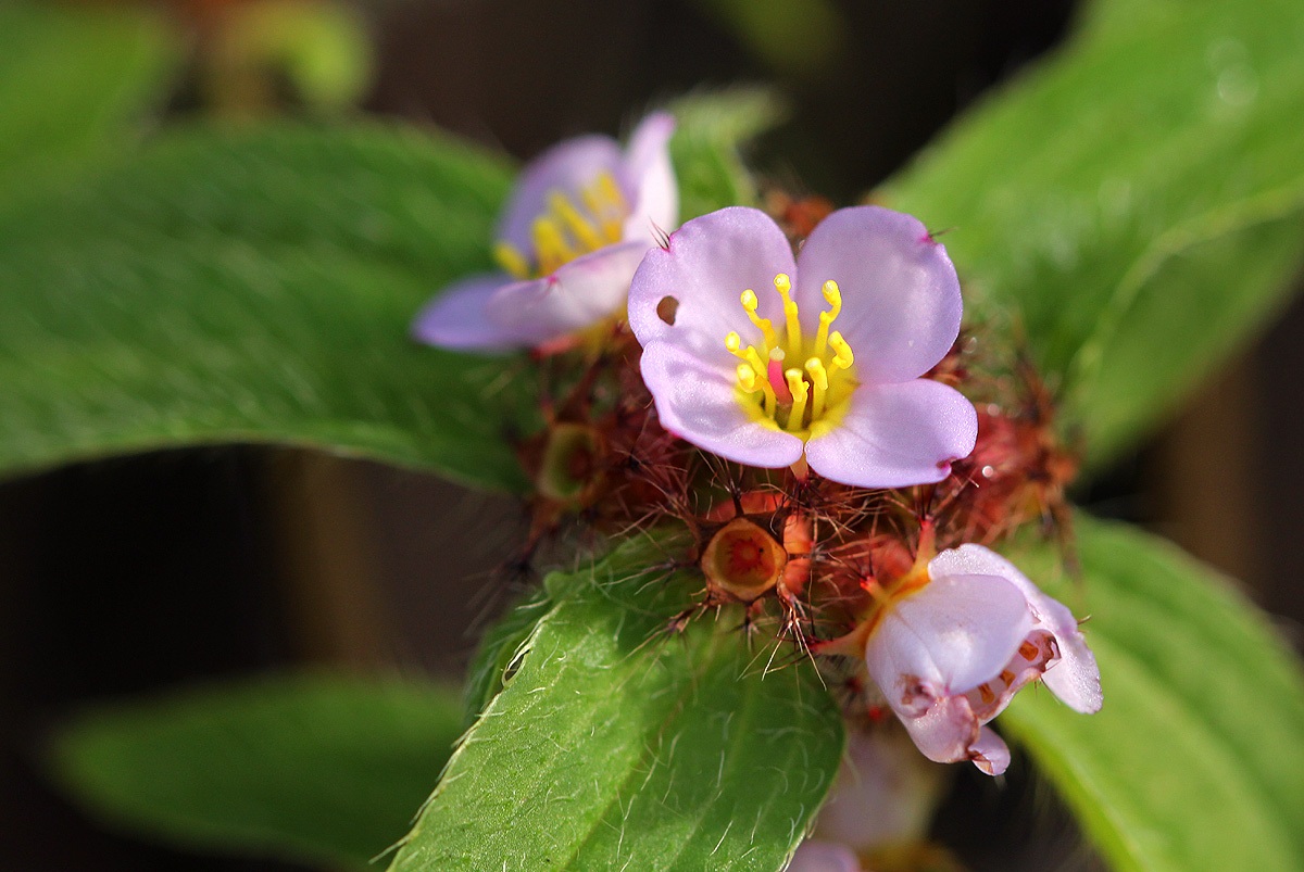 Antherotoma naudinii Antherotoma naudinii