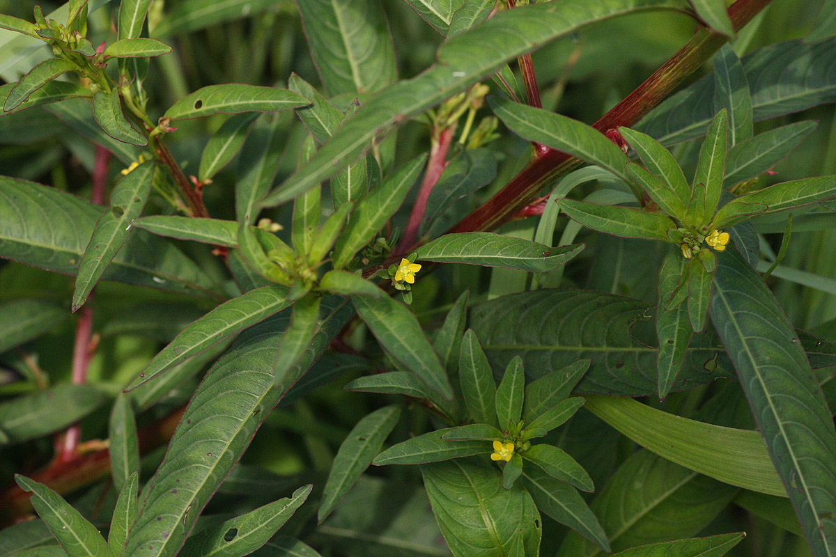 Ludwigia abyssinica Ludwigia abyssinica