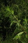 Ludwigia abyssinica