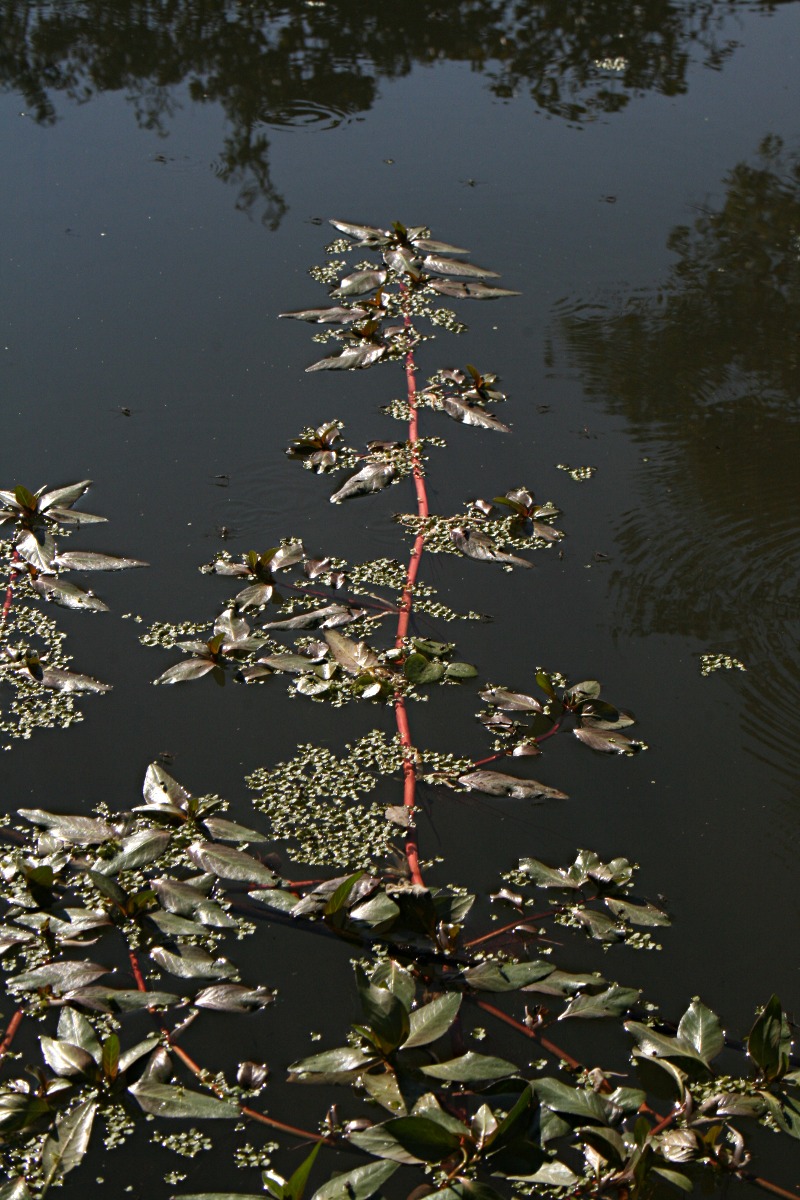 Ludwigia adscendens subsp. diffusa Ludwigia adscendens subsp. diffusa