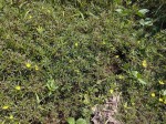 Ludwigia adscendens subsp. diffusa