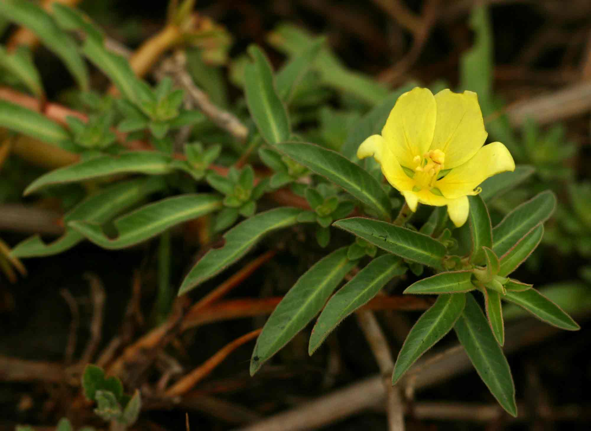 Ludwigia adscendens subsp. diffusa Ludwigia adscendens subsp. diffusa