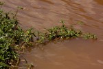 Ludwigia adscendens subsp. diffusa