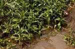 Ludwigia adscendens subsp. diffusa