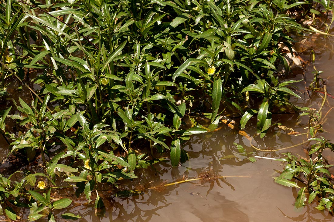 Ludwigia adscendens subsp. diffusa Ludwigia adscendens subsp. diffusa