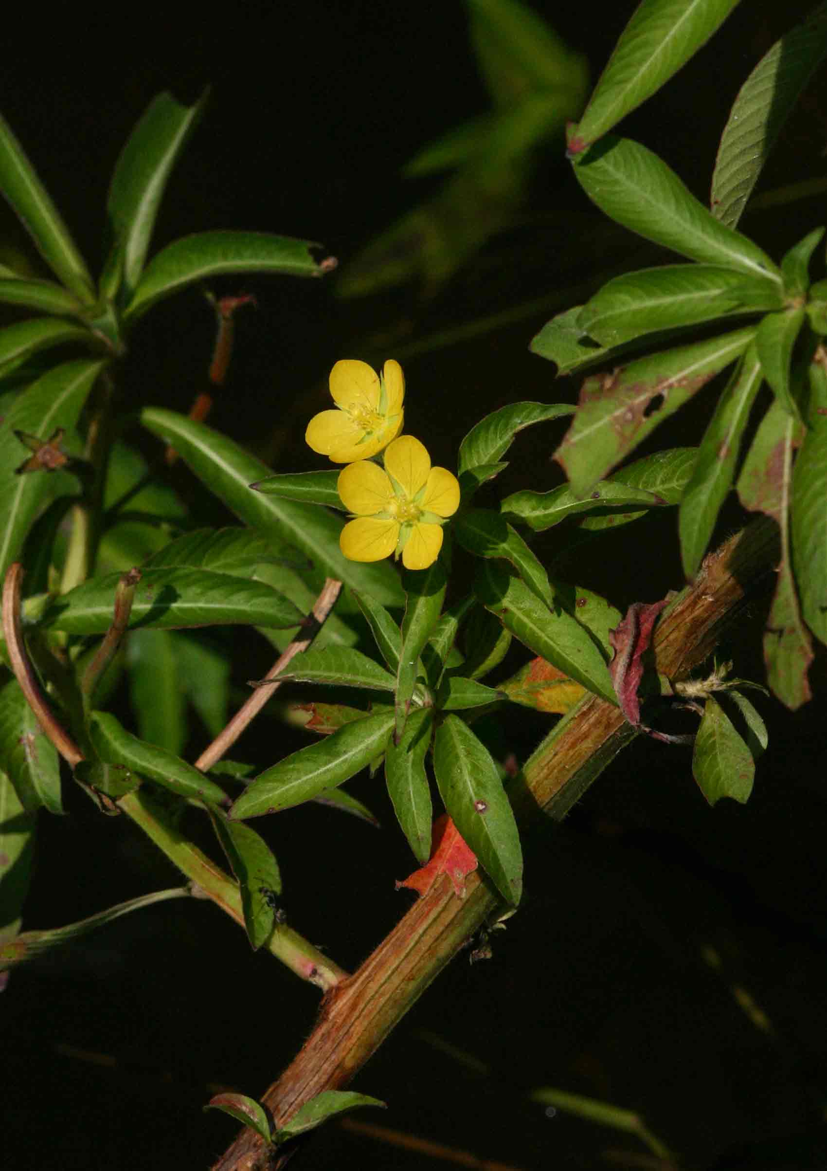 Ludwigia leptocarpa Ludwigia leptocarpa