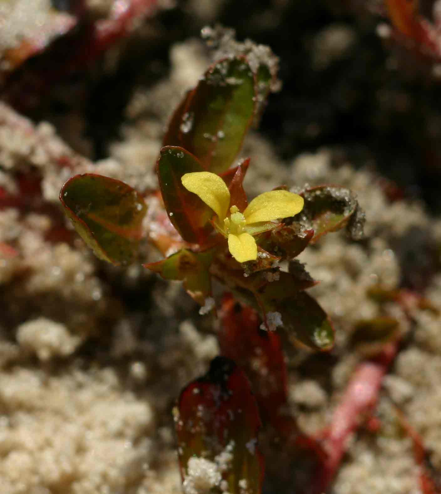 Ludwigia senegalensis Ludwigia senegalensis