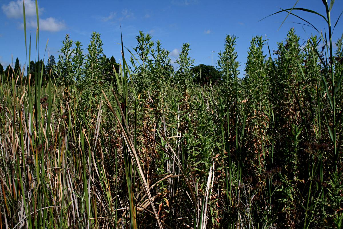 Epilobium hirsutum Epilobium hirsutum