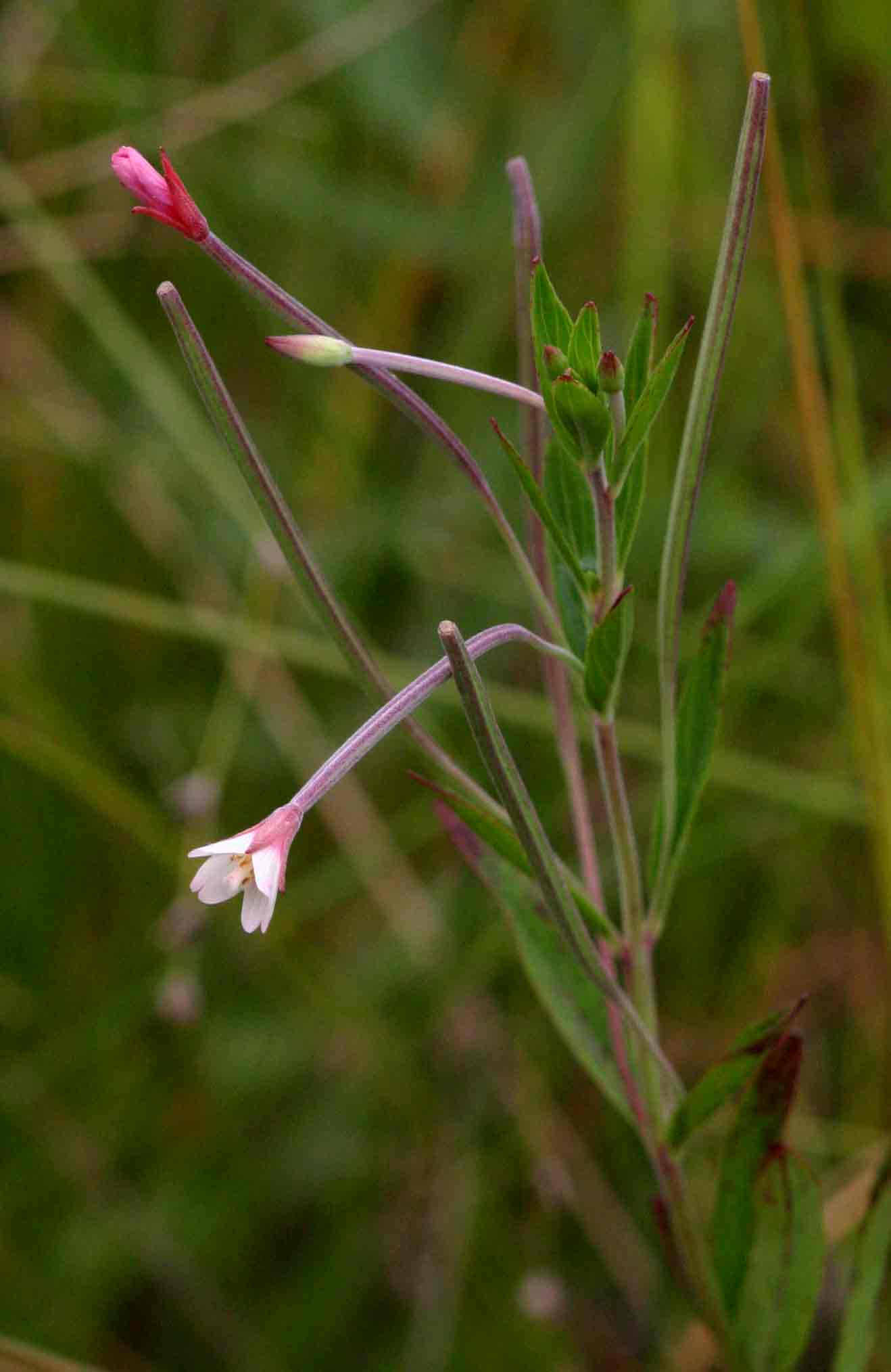 Epilobium salignum Epilobium salignum