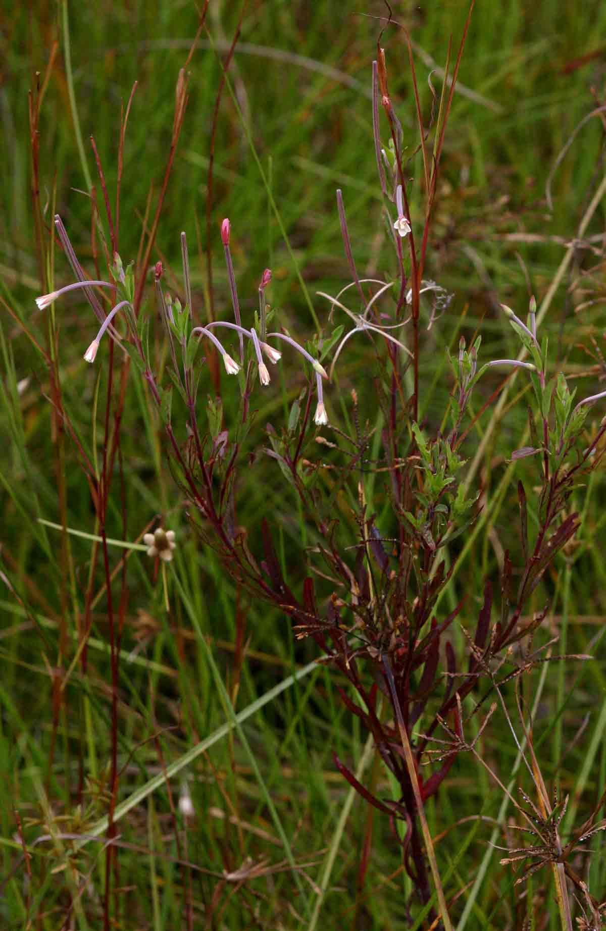 Epilobium salignum Epilobium salignum