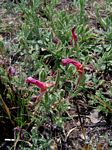 Oenothera tetraptera