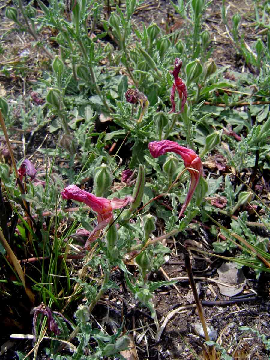 Oenothera tetraptera