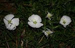 Oenothera tetraptera