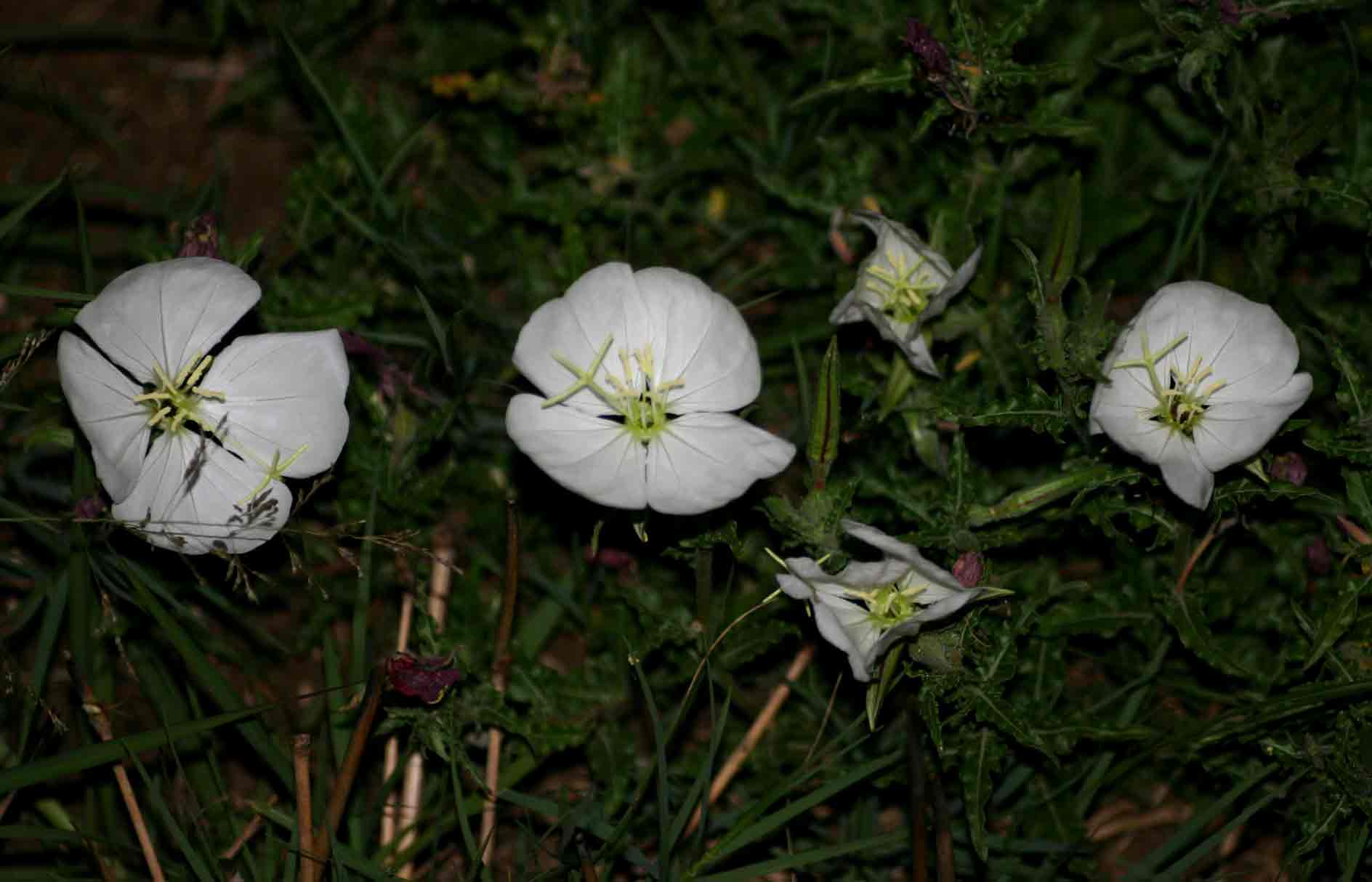 Oenothera tetraptera Oenothera tetraptera