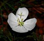 Oenothera tetraptera